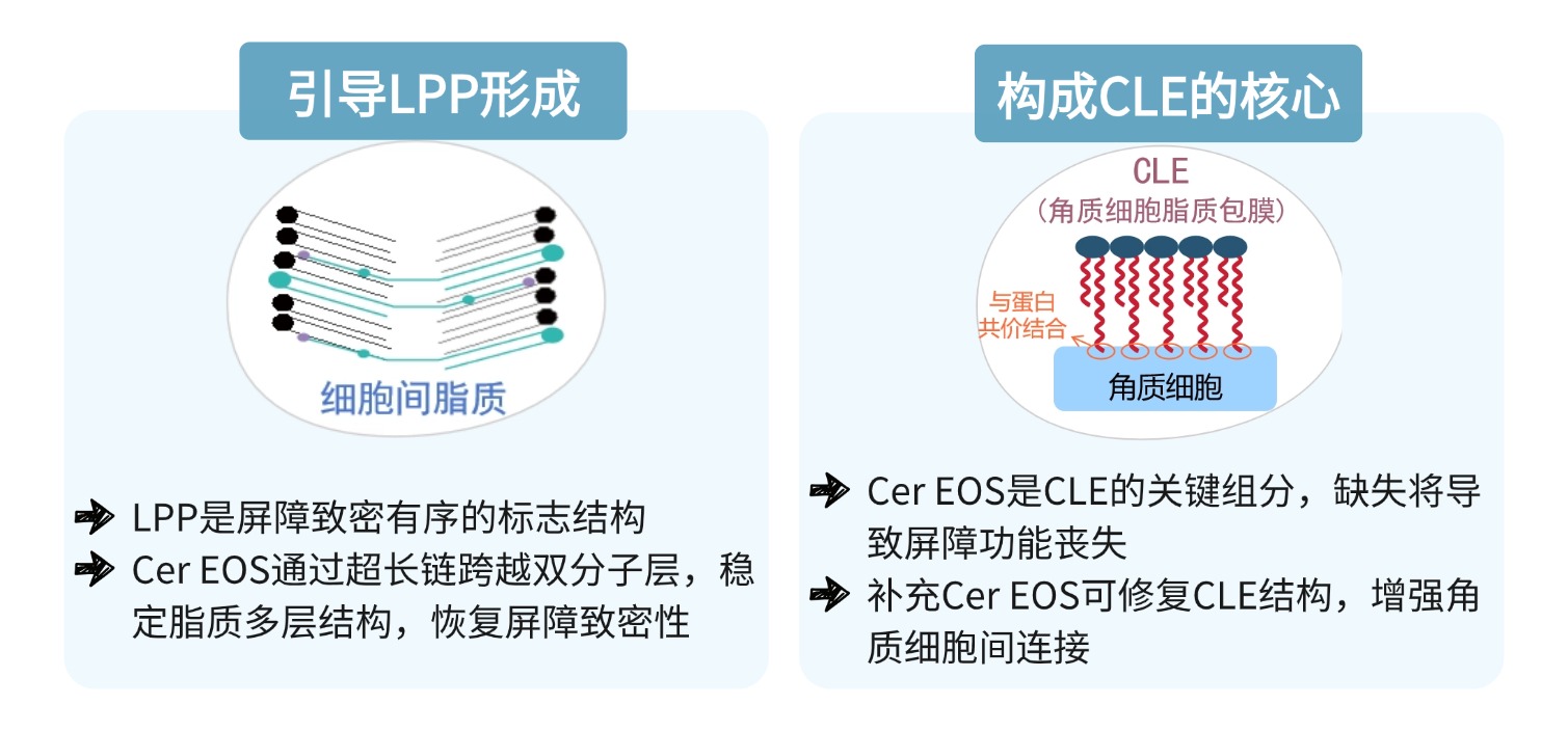 喜报｜迪克曼生物C46神经酰胺EOS荣获2026荣格技术创新奖！(图3)